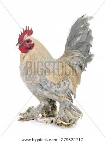 Dutch Booted Bantam In Front Of White Background