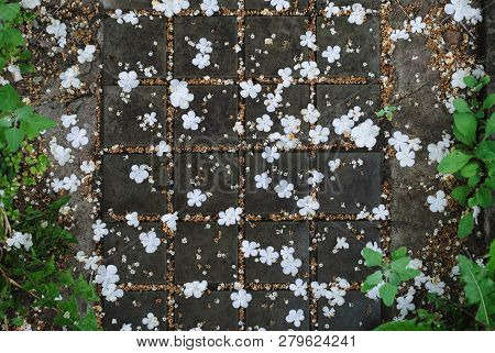 White Flowers Petals Of Guelder Rose Tree Lying On Paving Slabs, Outdoor Natural Pattern, Stock Phot
