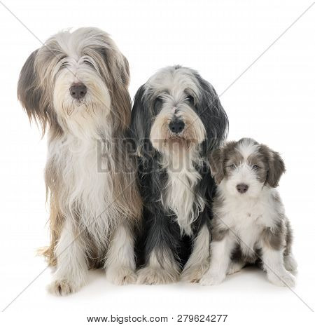 Family Bearded Collie In Front Of White Background