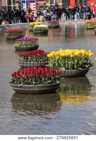 Amsterdam, Netherlands - April 22 2017: Colorful Tulips Flowres In The Pond In Front Of The Rijksmus