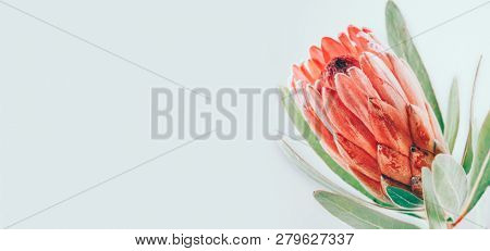 Protea flowers bunch. Blooming Pink King Protea Plant over grey background. Extreme closeup. Holiday gift, bouquet, buds. One Beautiful fashion flower macro border shot. Valentine's Day gift