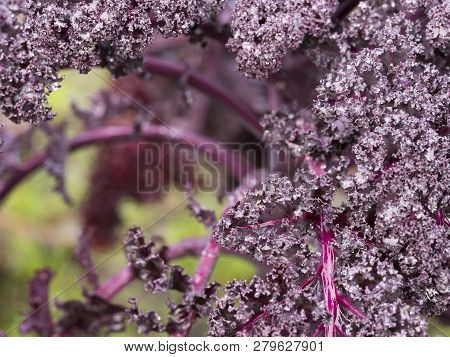 Closeup Of Purple Borecole With Frost In Vegetable Garden