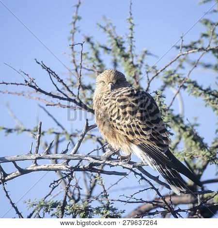 Greater Kestrel, (falco Rupicoloides), Africa, Namibia, Oshikoto, Etosha National Park