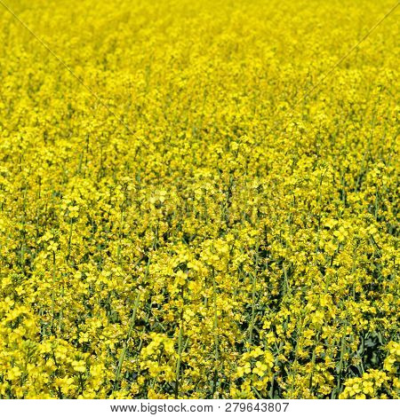Rapeseed Field. Background Of Rape Blossoms. Flowering Rape On T