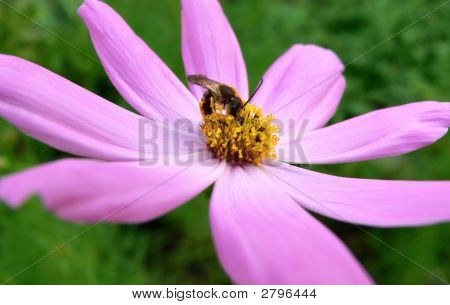 Schöne Blume
