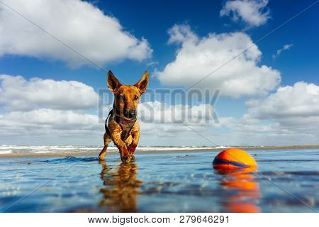Little Dog At The Beach Playing With A Ball In The Water.