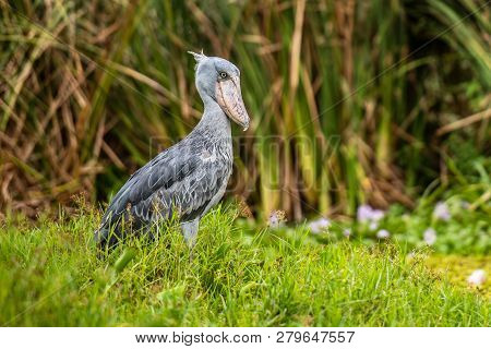 The Shoebill , Balaeniceps Rex, Also Known As Whalehead, Is A Very Large Stork-like Bird. It Derives