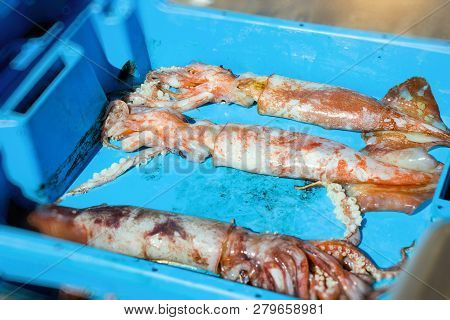 Container With Catch Squids Sea Delicacies, Blanes