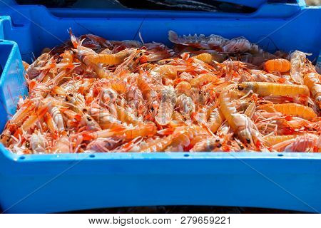 Blue Plastic Containers With Catch Of Sea Shrimps