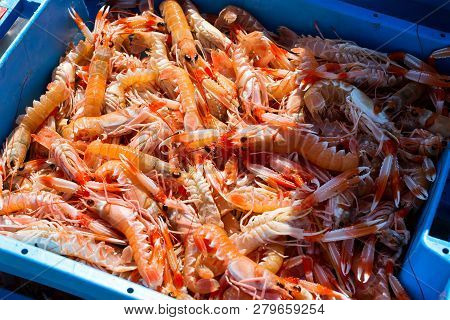 Blue Plastic Containers With Catch Of Sea Shrimps