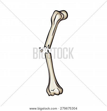 Vector Illustration Of Bone And Skeleton Sign. Set Of Bone And Human Vector Icon For Stock.