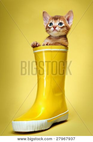 Habešský kotě. Věk - 1 měsíc