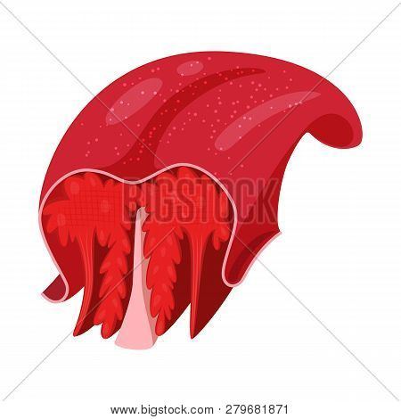 Isolated Object Of Muscle And Cells Icon. Collection Of Muscle And Anatomy Stock Vector Illustration