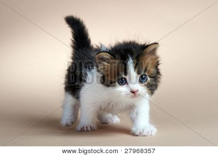 Kotě britské plemeno. Věk - 1 měsíc