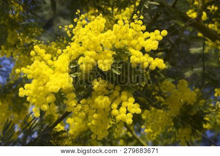 Spring Blosom Mimosa Flowers On Blue Sky