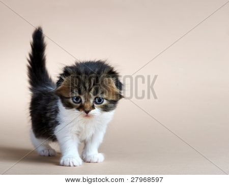 Kotě britské plemeno. Věk - 1 měsíc