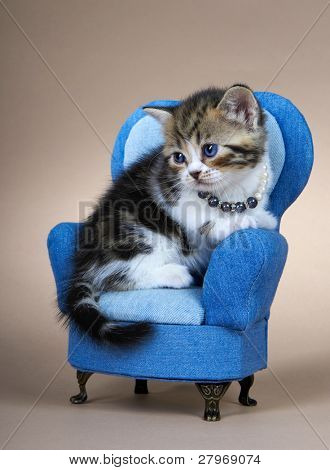 Kotě britské plemeno. Věk - 1 měsíc