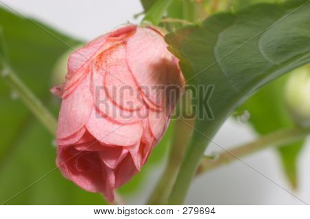 Balsamine