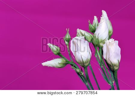 White Eustoma Fresh Flowers On Bright Red Background With Copy Space. Delicate Unblown Flower Buds O