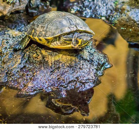 Closeup Of A Yellow Bellied Slider Turtle On A Rock, Popular Reptile Pet From The Rivers Of America