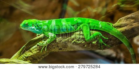 Fiji Banded Iguana Climbing Over A Tree Branch, Endangered Lizard Specie From The Fijian Islands