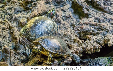 Red Eared Slider And Yellow Bellied Slider Together In Closeup, Tropical Reptile Pets From America