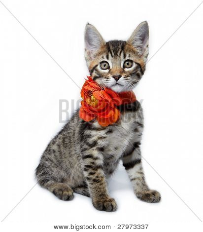 Kotě daného plemene Metis (Bengálsko + Maine Coon). Věk - 2 měsíce.