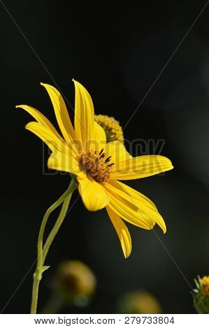 Close-up Of Jerusalem Artichoke Flowers, Sunroot, Nature, Macro