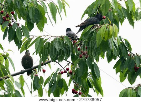 The Starlings Eat The Harvest Of Ripe Cherry. Agricultural Pest. Selective Focus.