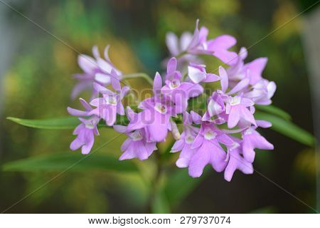 The Spur-like Gland Epidendrum - Latin Name - Epidendrum Centropetalum