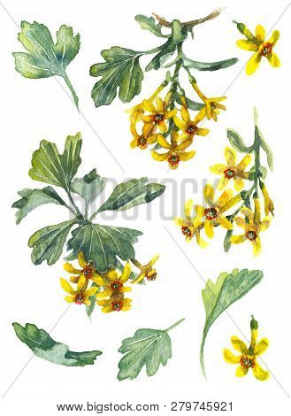 Yellow Flowers And Green Leaves Of Ribes Aureum Isolated On White Background. Golden Currant Waterco