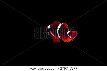 Golden Flake Maroon Clownfish - Premnas Biaculeatus (juvenile)
