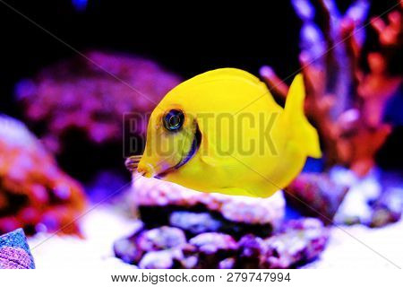 Lemon Tang aka Chocolate tang (Acanthurus sp.)