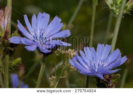Two Beautiful Succory Flowers Are Growing On A Spring Meadow.