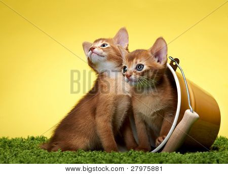 Kotě Habešan. Věk - 1 měsíc