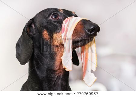 Dog Dachshund, With A Slice Of Bacon On The Nose, Looks Scared, Stealing Food From The Table