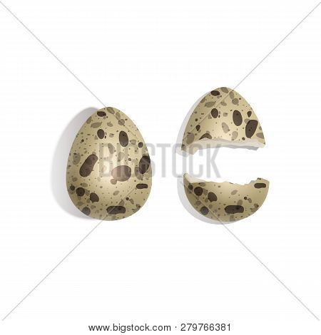Set Of Broken And Whole Quail Eggs On White Background, Realistic Quail Eggs For Your Project, Vecto