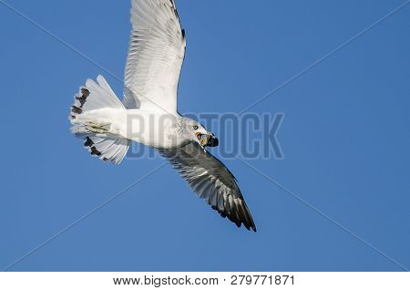 Ring-billed Gull Carrying A Rock While Flying In A Blue Sky
