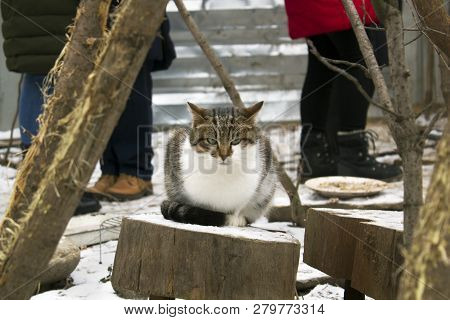 Homeless Street Angry Cat Sitting On A Stump In Winter With People And Feeding Plate In Background
