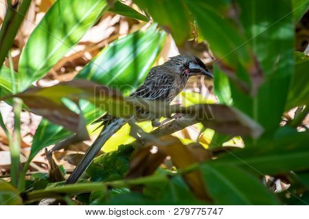 Rare Bird In Western Australia With Brown Feathers And Red Throat