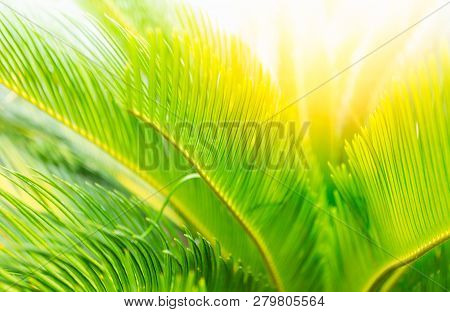 Green Leaves And Sun In Spring Green Leaves On A Background And Sunshine. Sun Rays In Green Leaves O