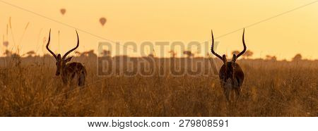 Two impalas at dawn in the long red-oat grass of the Masai Mara, Kenya. Balloons can be seen in the sky in the distance. Horizontal banner in popular social media proportions with space for text.