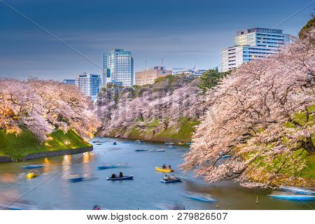 Tokyo, Japan at Chidorigafuchi Imperial Palace moat during the spring season. 