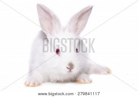 Little White Rabbit With Red Eyes, Isolate, Easter Bunny