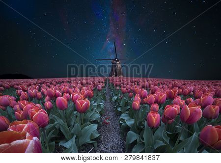 Night Field Of Tulips And Windmill. Landscape With Stars And Flowers. Traditional Holland View