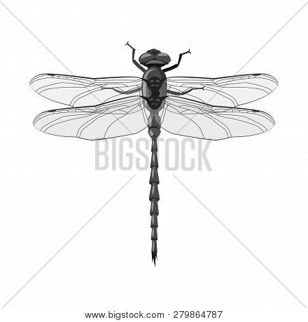 Vector Illustration Of Insect And Fly Sign. Set Of Insect And Element Stock Vector Illustration.