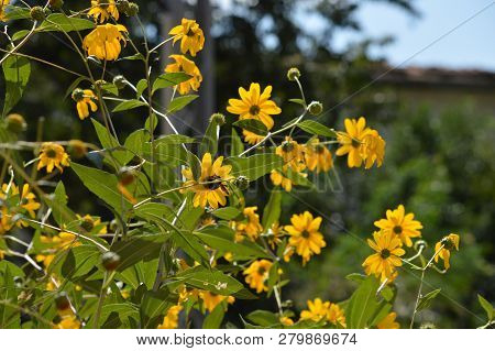 Close-up Of Jerusalem Artichoke Flowers, Sunroot, Nature, Macro