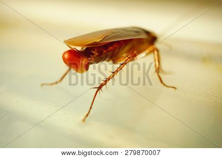 Close-up Cockroach Is Going To Lay Eggs On The Plastic Table Background, Blurred Background.