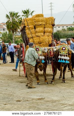 Almayate, Spain - April 21, 2018 Traditional Andalusian Contest Based On The Presentation Of The Abi