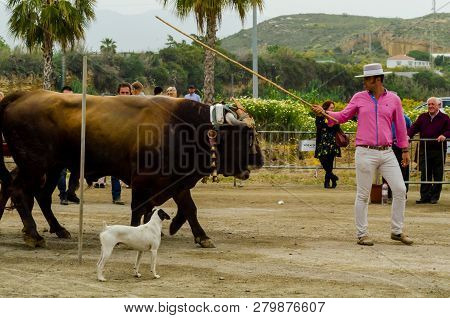 Almayate, Spain - April 21, 2018 Traditional Andalusian Contest Based On The Presentation Of The Abi